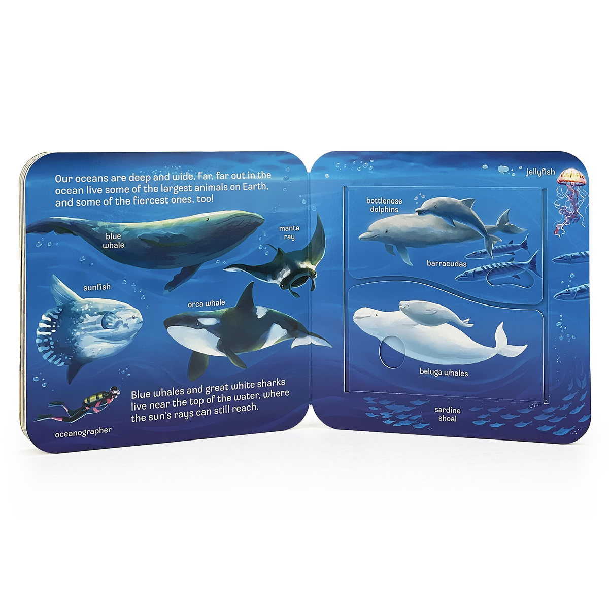 Ocean Interactive Lift-a-Flap Board Book