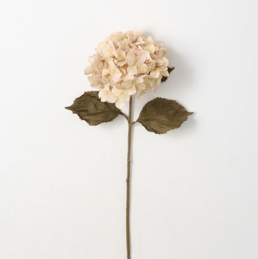 HYDRANGEA STEM